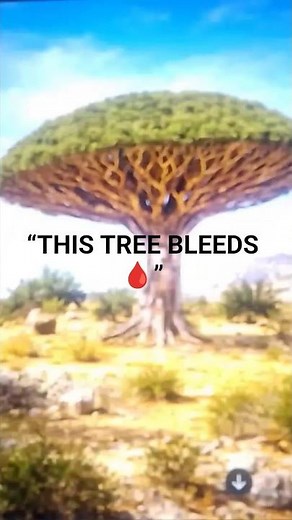 This Tree Bleeds Red 😱 | The Mysterious Dragon Blood Tree