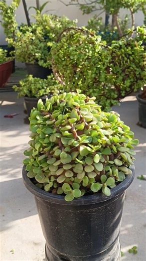Ball Shape Topiary Plant | Handmade Green Topiary | Decorative Indoor Outdoor Plant