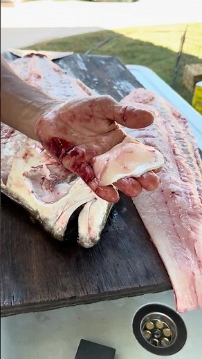 How to fillet halibut cheeks #halibutfishing #halibut #fillet_fish