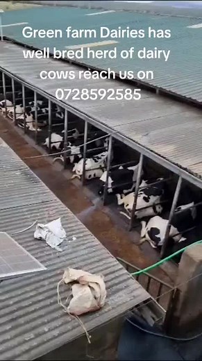 Well Bred Dairy Cows and Heifers for Sale in Kenya