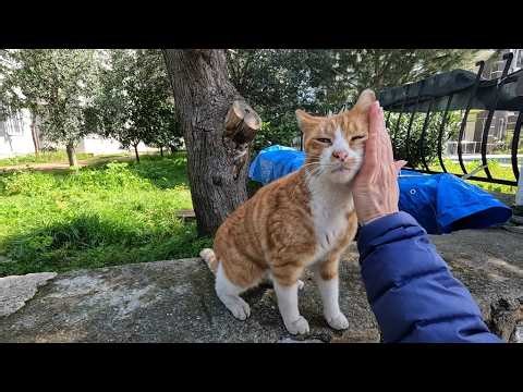 Clementine the cat is much happier and more friendly when she is alone