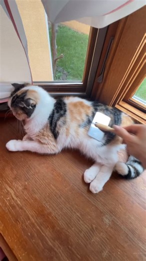 Shimako on Instagram‎: "ブラッシングのお時間です #猫 #スコティッシュ #むーくん #cats_of_world #ねこ ねこのいる生活 ねこ部 catoftheday ねこと暮らす ねこ好き cats_of_instagram むーくん catstagram kittens katze instacat chat 고양이 고양이그램 ilovemycat petstagram kitty 喵星人 قطر ぺこねこ部"‎