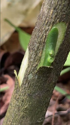 Grow 4 Types of Lemons on One Tree EP156
