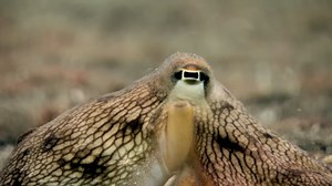Watch an octopus squeeze through a hole smaller than its body