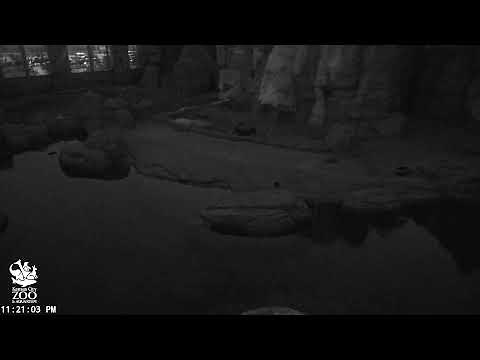 KC Zoo Polar Bear Cam