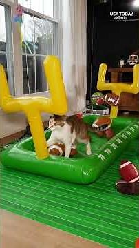 Kittens take the field in this Super Bowl style Kitten Bowl!