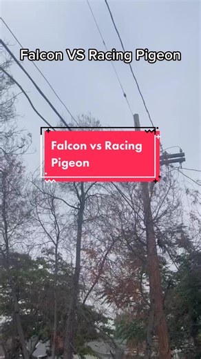 Falcon Chasing Racing Pigeon: A Thrilling Encounter