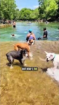 Barton Springs Pool Austin Texas | America’s Famous Natural Spring Pool