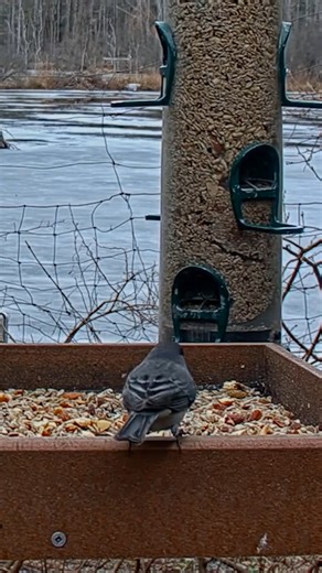 A dapper Dark-eyed Junco made an uncommon appearance at the Cornell Lab FeederWatch Cam's tray feeder this week. Watch LIVE at AllABoutBirds.org/CornellFeeders These sparrows are commons residents of the woodlands surrounding the Cornell Lab of Ornithology in Ithaca, New York. They may be common feeder birds, but they don't often visit the feeders within frame of the camera at this site. You'll often find Dark-eyed Juncos hanging out in the understory of wooded areas. If they are flushed from th