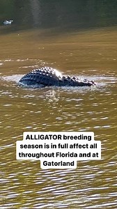 🐊🌞 Gatorland's alligator breeding season is starting early, thanks to the warm weather! Get ready to witness the magic of nature as these amazing reptiles find love and nurture their young. Don't miss the chance to see these prehistoric creatures in action! 🥚💚 Visit Gatorland now and experience this incredible event up close. #gatorland #florida #alligator 🐊❤️🌴 | Savannah Boan