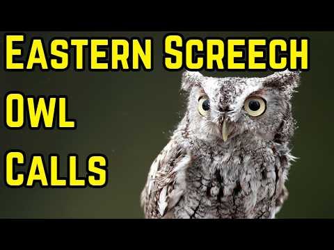 Eastern Screech-Owl Calls and Sounds | What Does an Eastern Screech-Owl Sound Like?