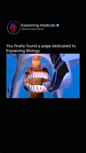 Medical | Health | Anatomy on Instagram: "Orotracheal intubation is a medical procedure used to secure a patient’s airway by placing a tube through the mouth into the trachea to maintain ventilation and oxygen delivery. The patient is typically sedated or anesthetized to prevent discomfort and reflex gagging. Using a laryngoscope, the clinician gently lifts the tongue and epiglottis to visualize the vocal cords, then advances the endotracheal tube between them into the trachea. Once properly pos