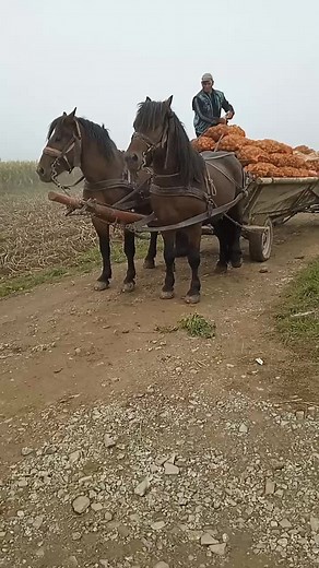 Ervin Simon pe TikTok