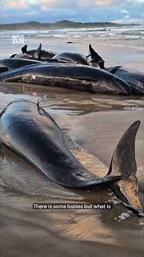 Beached whales discovered on remote Tasmanian beach | ABC News