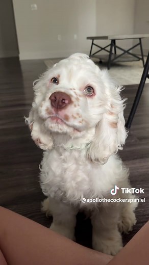 Best Guard Dog - Cocker Spaniel Puppy Love