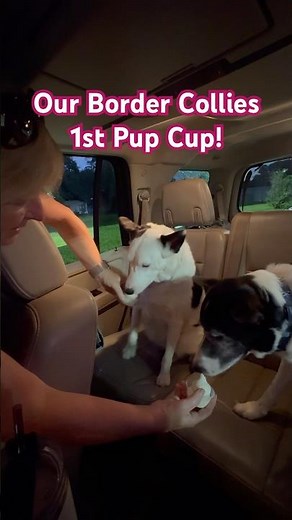 Border Collies Try Their FIRST Pup Cups at Dairy Queen!