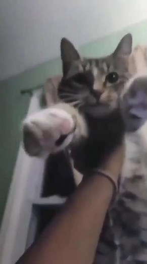 it's a computer not a catputer