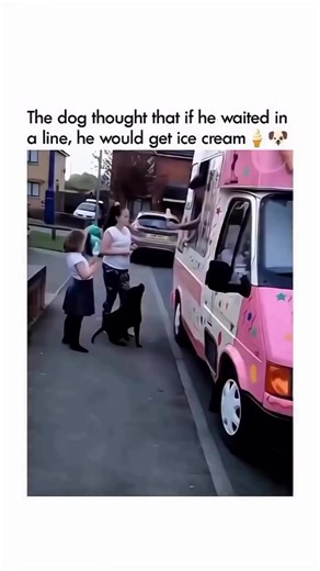 Clever Dog Waits for Ice Cream Like a Child