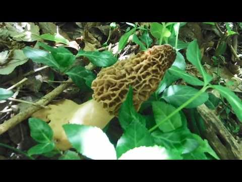 Size Matters, Baby! - Finding LOADS of HUGE Morels!
