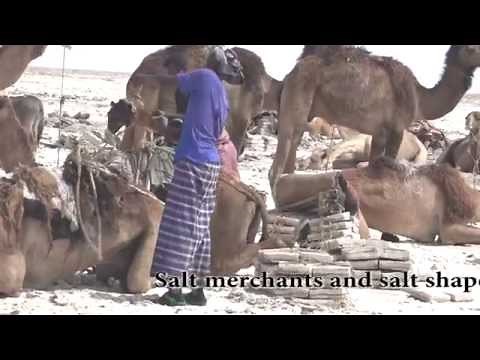 Ethiopia-Danakil Desert.Spectacular scenes of Salt Caravans and Afar people