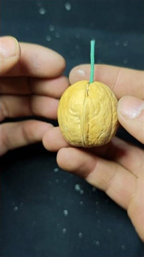 Walnut Firework#shorts