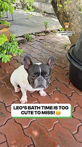 Clean in seconds 😂 | Fluffy Animals