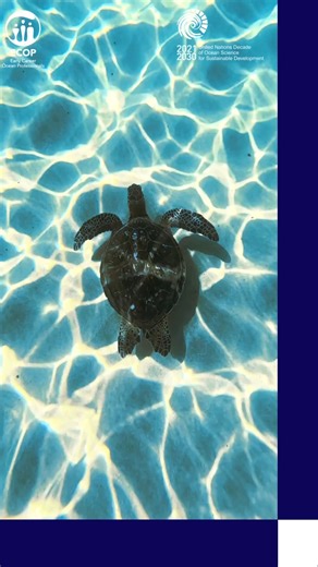 Early Career Ocean Professionals Network (ECOP) Programme on Instagram: "We’re often asked about our work and how to join our Programme 🌊 We are a UN Ocean Decade–endorsed Programme for Early Career Ocean Professionals (ECOPs), endorsed by IOC-UNESCO in June 2021. Our mission is to support early-career ocean professionals through capacity development, meaningful networking, training, professional development, funding opportunities, and knowledge exchange. More information about the ECOP Program