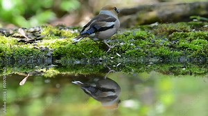 Hawfinch drinking water from forest pond and eating seeds.