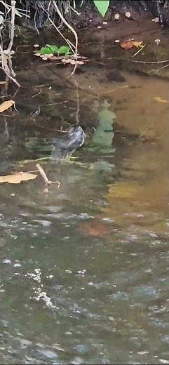 The Painted Red-Eared Slider's Stripes Mimick Floating Leaves and Sticks; PERFECT Camouflage 🐢