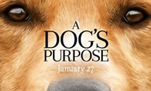 A Dog's Purpose - Where to Watch and Stream Online – Entertainment.ie