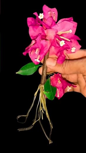 🌺 Grow Bougainvillea Fast from Branch Cuttings – DIY Tutorial