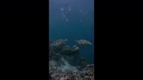 Loved-up sea turtles seen kissing underwater