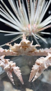 13 reactions | SpongeBob‘s mates on display at collectors Corner Gardenworld. #Seashell #seashells #SeaLife | Collectors Corner Garden World. | Facebook