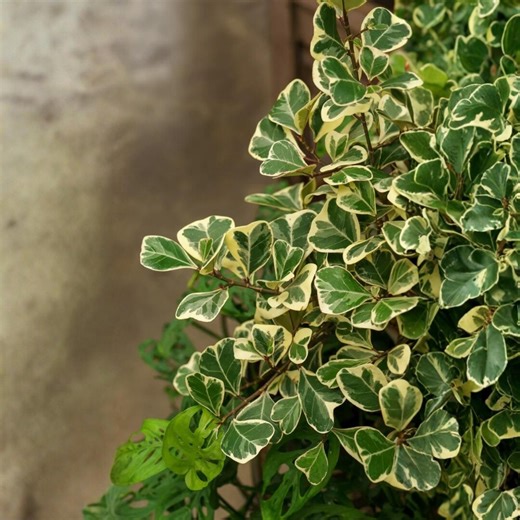 Ficus Triangularis Variegata Live Houseplant Variegated Triangle Fig Indoor Plant in Nursery Pot - Etsy