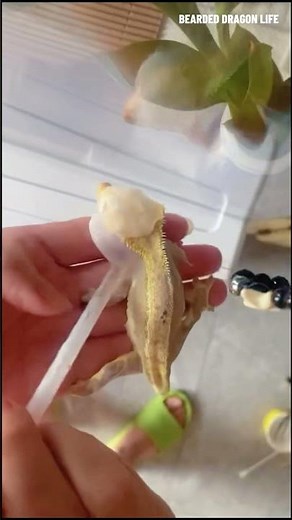 Lizard Shedding Skin Looks Balloon Pop 🎈 #reptiles #gecko #shedding #lizard