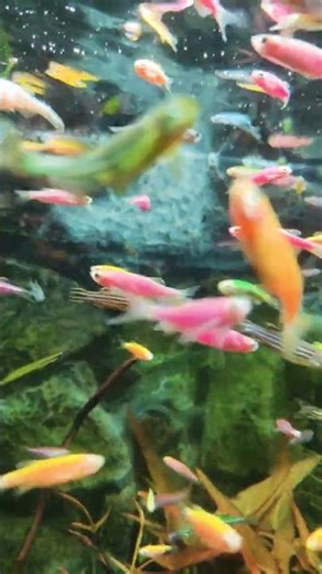 Amazing Planted Aquarium Setup | zebra Danio Fish