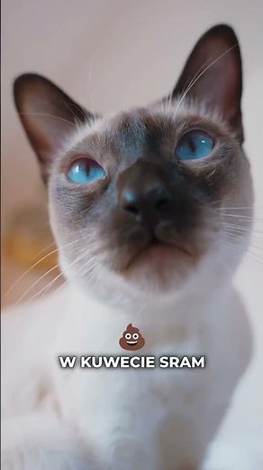Tylko jedno w głowie mam 😎 Kocia Wersja piosenki #tylkojednowgłowiemam #przerobkapiosenki #kociara