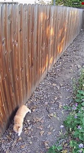 Cat Encounters a Snake in the Backyard 🐍🐱 | Unexpected Moment