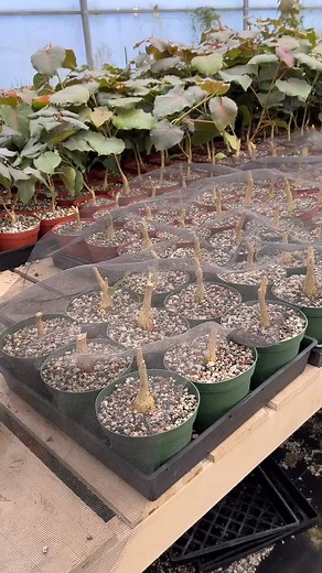 Quick video on Ficus petiolaris in the greenhouse at Botanic Wonders. We are in the process of cutting back our 6” potted plants to fatten up the trunks and encourage side branching. This species and its variations is one of my top five favorite plants we grow! 🥰🥰🥰 | Botanic Wonders