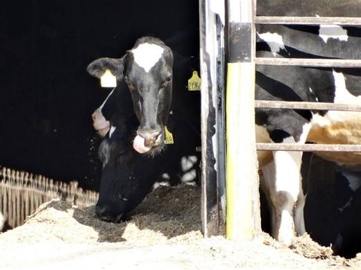 Michigan toughens factory farm pollution rules after legal fight