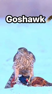 Goshawk🪶🪶 | Crested Goshawk