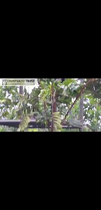 8K views · 118 reactions | Immerse yourself in the peaceful sounds of Ngamba Island Chimpanzee Sanctuary's birds and forest, while Asega leads the way exploring our newest enclosure. #naturesoundscape #Chimpchronicles | Ngamba Island Chimpanzee Sanctuary | Facebook