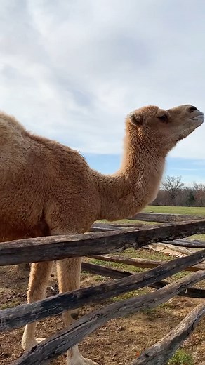 You know it’s the holidays when Aladdin the Christmas camel comes to Mount Vernon. 🐪 Come pay him a visit and learn about the history of the Christmas camel at Mount Vernon, which is a tradition dating back to 1787 when George Washington had the first camel brought to estate. Learn more about Aladdin: mountvernon.org/aladdin | George Washington's Mount Vernon