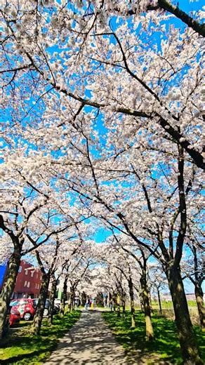 🌸🍃#calm #spring #nature #views #asmr #flowers #bts #scenery #beautiful #garden #shorts #relax #reels