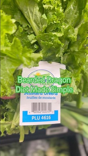 Bearded dragon diet made simple with the right greens & vitamins. #beardeddragon #lizards #beardies