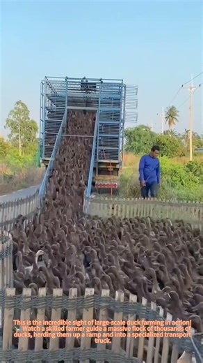 Satisfying Duck Herding: Massive Flock Loading onto Truck 🦆
