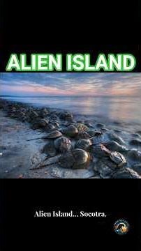 "Alien Island Mystery: Strange Signals, Lost Creatures & Hidden Structures!"