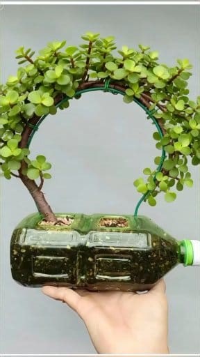 2M views · 36K reactions | Jade Plant (Crassula ovata) Shaping and Planting Method: Simple and Beautiful #Sunflower #SucculentLeafPropagation #SucculentCare #JadePlantShaping | Nazim's Bonsai | Facebook