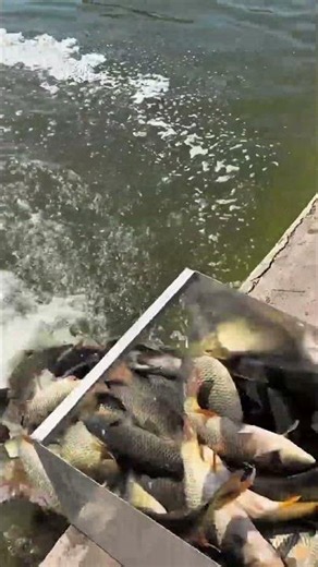 Thousands of Live Carp Sliding Down! 🐟😱 #shorts