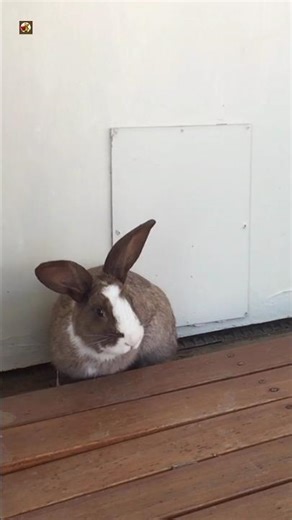 Cute Rabbit Sounds ( Screaming ) 🤎 (2)